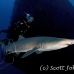 shark_tiger_sand_spar_h_0271_nca0599.jpg